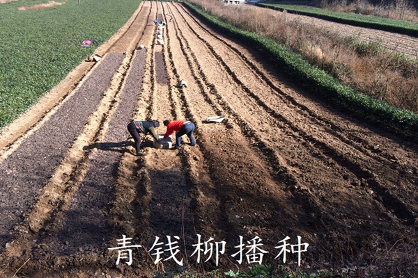 金錢柳苗圖片/金錢柳苗樣板圖 (2)