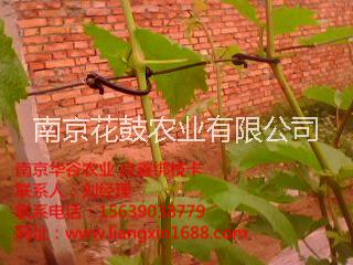 新疆葡萄綁枝卡圖片/新疆葡萄綁枝卡樣板圖 (2)