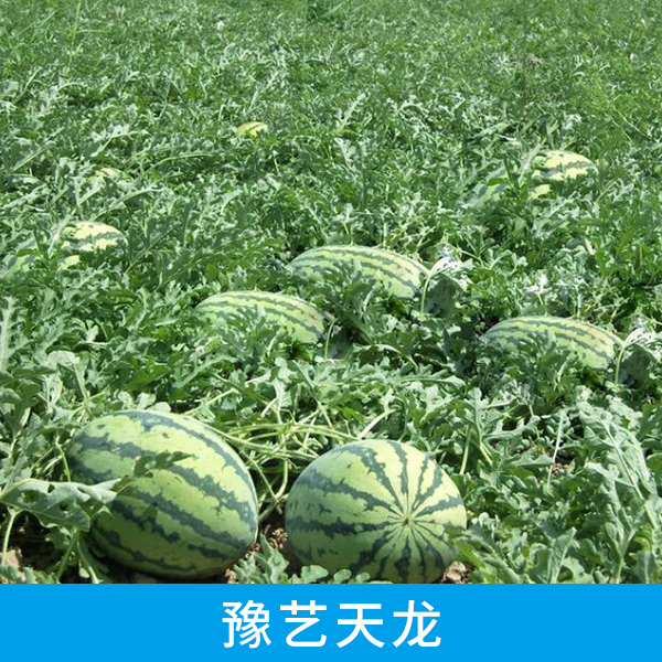 西瓜圖片/西瓜樣板圖 (2)
