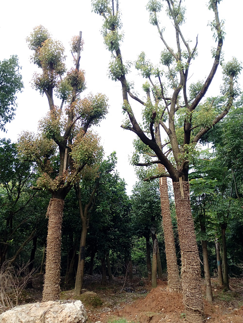 小葉香樟圖片/小葉香樟樣板圖 (2)