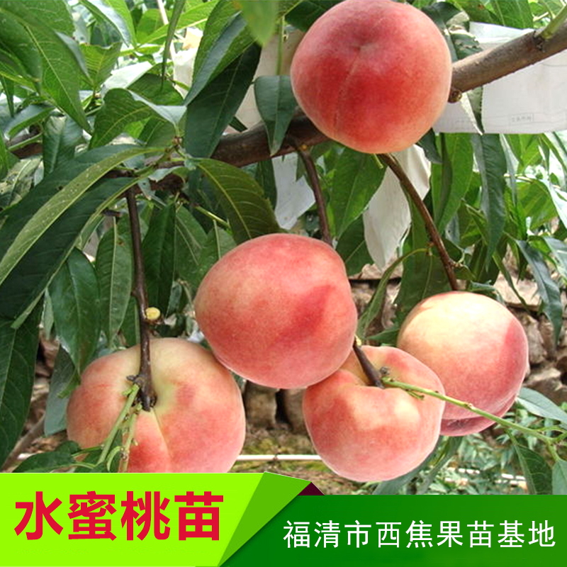 水蜜桃圖片/水蜜桃樣板圖 (3)