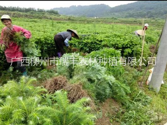 廣西柳州圖片/廣西柳州樣板圖 (3)