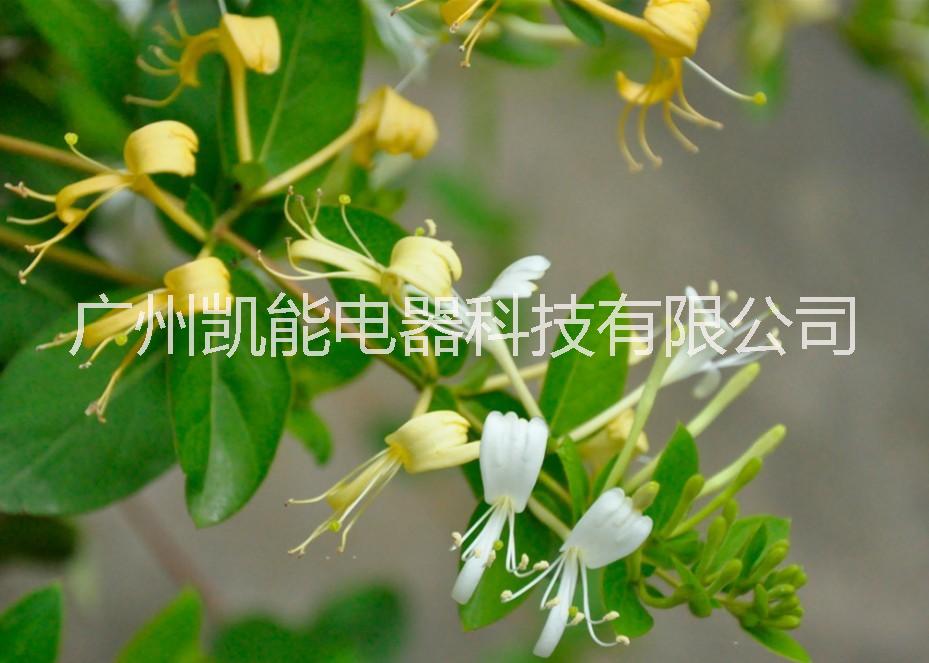 金銀花烘干機圖片/金銀花烘干機樣板圖 (4)