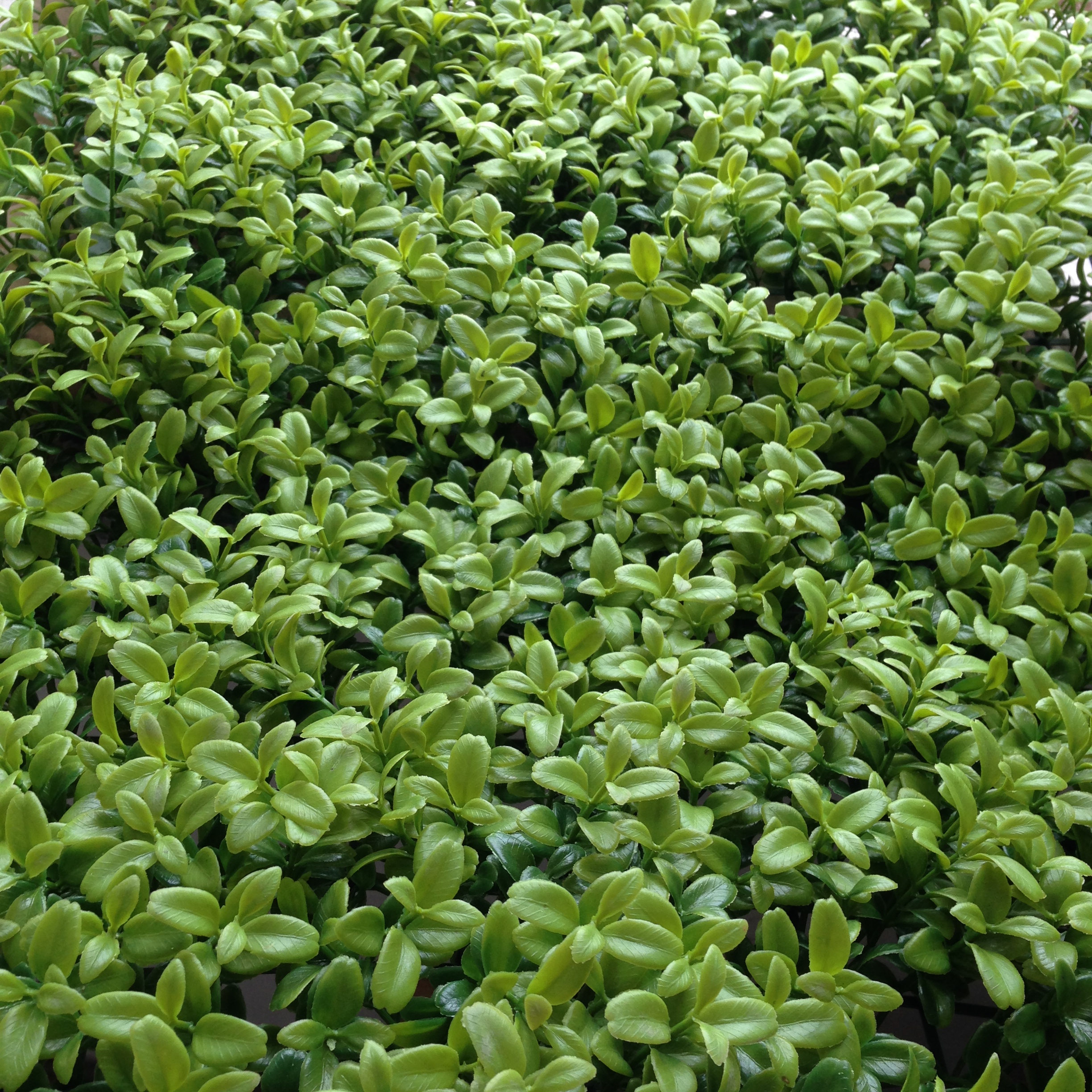植物墻圖片/植物墻樣板圖 (4)