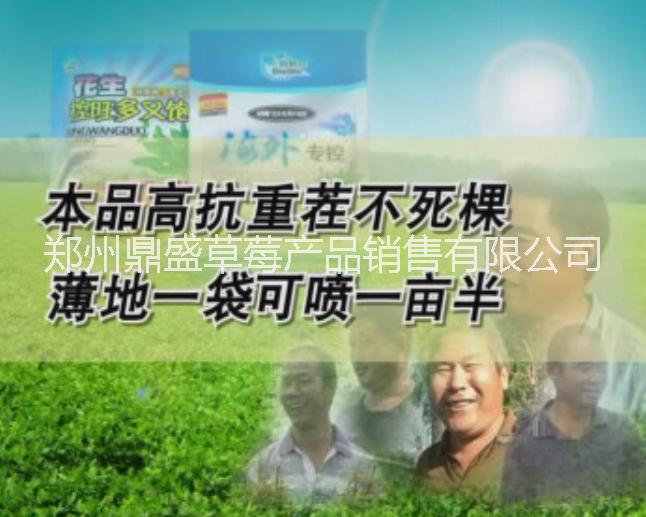 花生瘋長控旺后籽粒不飽滿圖片/花生瘋長控旺后籽粒不飽滿樣板圖 (1)