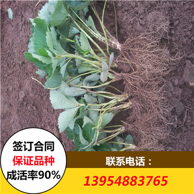 草莓苗圖片/草莓苗樣板圖 (2)