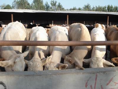 夏洛萊肉牛圖片/夏洛萊肉牛樣板圖 (3)