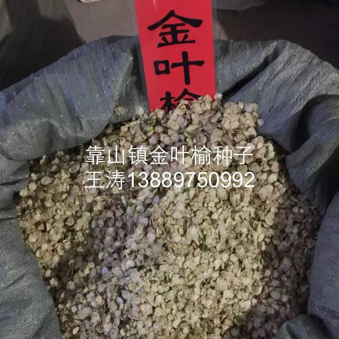 铁岭市辽宁省东北黄杨种子厂家供应用于种植的辽宁省东北黄杨种子  黄杨种子价格  辽宁哪里有黄杨种子卖