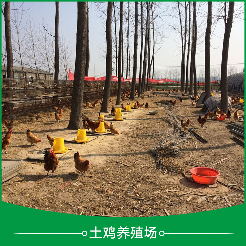 土雞養(yǎng)殖場圖片