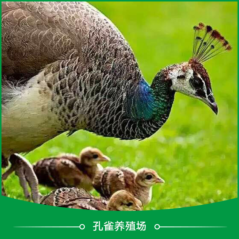 孔雀養(yǎng)殖場圖片/孔雀養(yǎng)殖場樣板圖 (2)