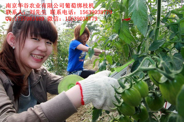 葡萄綁枝機(jī)綁蔓槍獼猴桃綁蔓器圖片