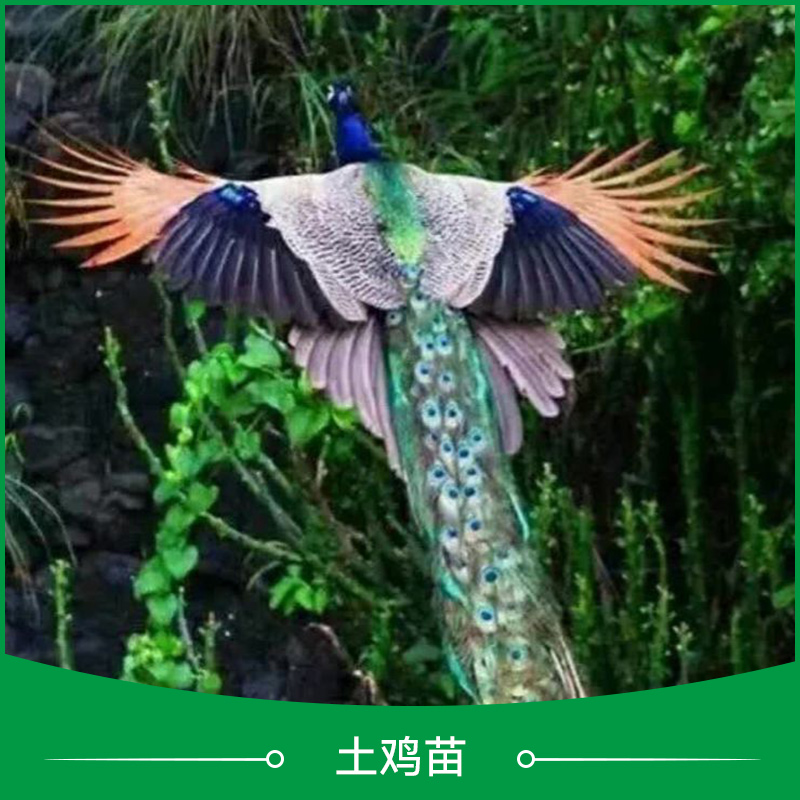 供應土雞苗 土雞苗批發(fā) 土雞苗養(yǎng)殖場 土雞苗銷售 土雞苗價格