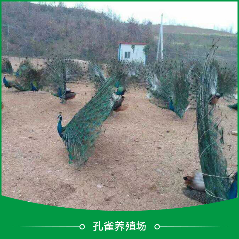 孔雀養(yǎng)殖場圖片/孔雀養(yǎng)殖場樣板圖 (3)