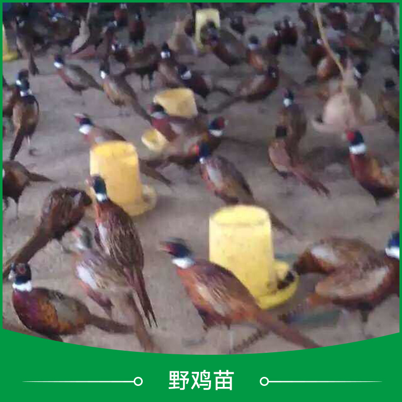 野雞苗圖片/野雞苗樣板圖 (4)