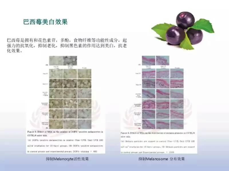 植物干細(xì)胞圖片/植物干細(xì)胞樣板圖 (3)