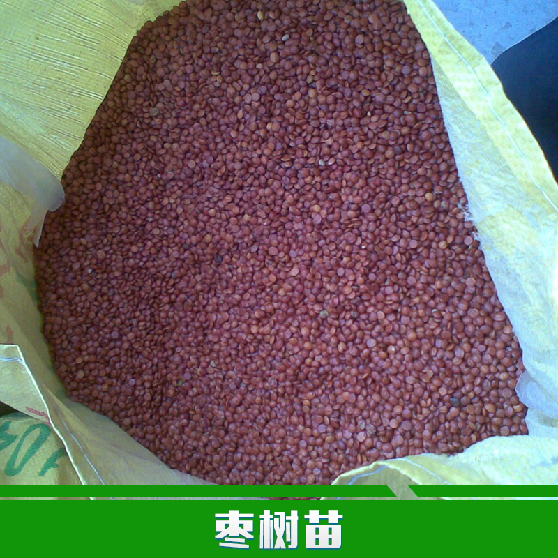 棗樹(shù)苗圖片/棗樹(shù)苗樣板圖 (2)