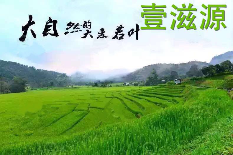 青汁的專業(yè)知識(shí)及食用方法圖片/青汁的專業(yè)知識(shí)及食用方法樣板圖 (4)