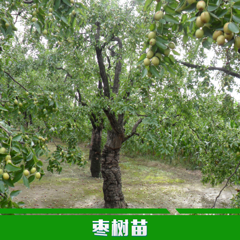 供應(yīng)用于種植的棗樹苗批發(fā)批發(fā)棗樹苗 嫁接棗樹苗 冬棗苗 水果樹苗