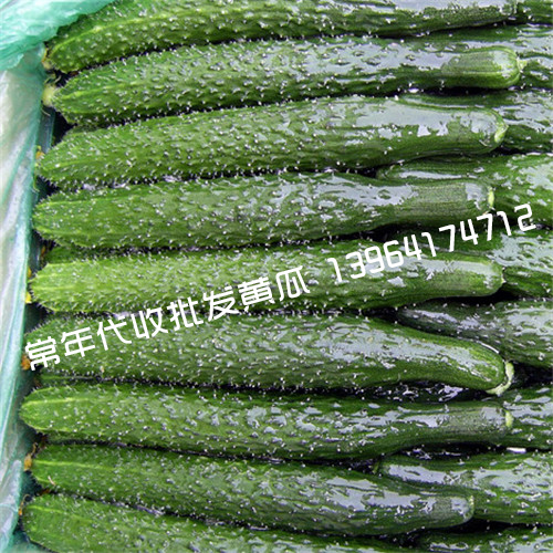 濟(jì)南黃瓜代收公司哪家好圖片