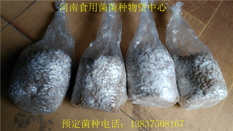 平菇三級菌種 顆粒種 麥粒菌種圖片/平菇三級菌種 顆粒種 麥粒菌種樣板圖 (4)