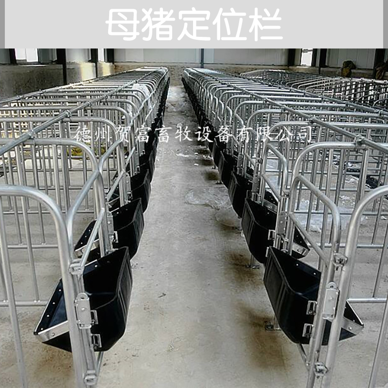 母豬定位欄圖片/母豬定位欄樣板圖 (1)