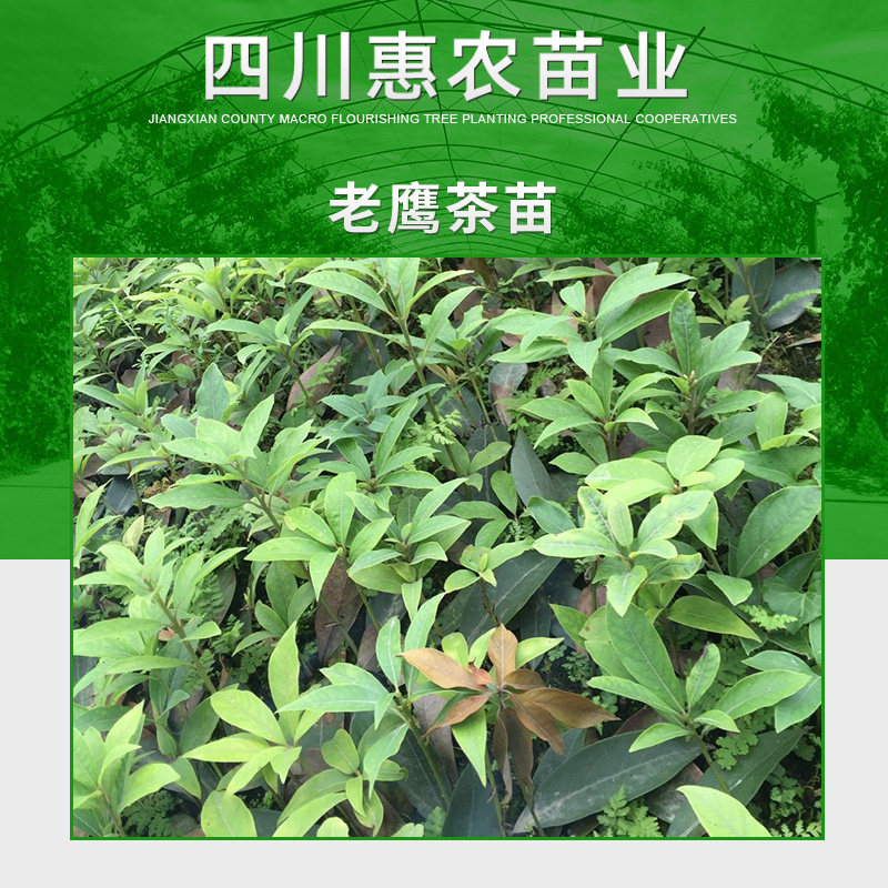 四川惠农苗业供应老鹰茶苗 四川名茶老鹰茶树苗 良种白茶树苗木图片