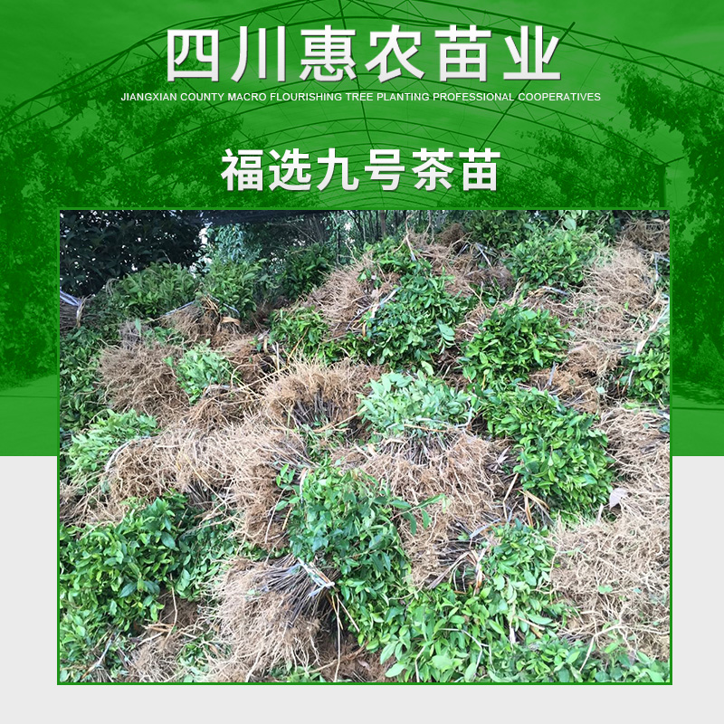 四川惠农苗业供应福选九号茶苗 抗旱茶树苗木 福选9号茶树苗图片