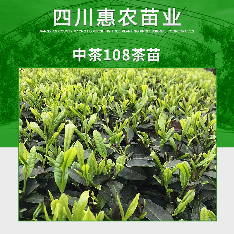 四川惠农苗业供应中茶108茶苗 特早生种茶 中茶108茶树苗木图片