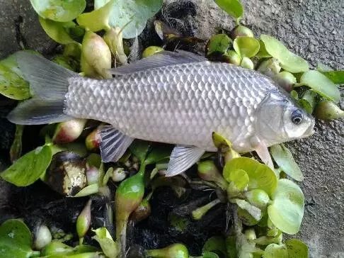 中科3鯽魚水花鯽魚苗豐產(chǎn)鯽苗水花圖片