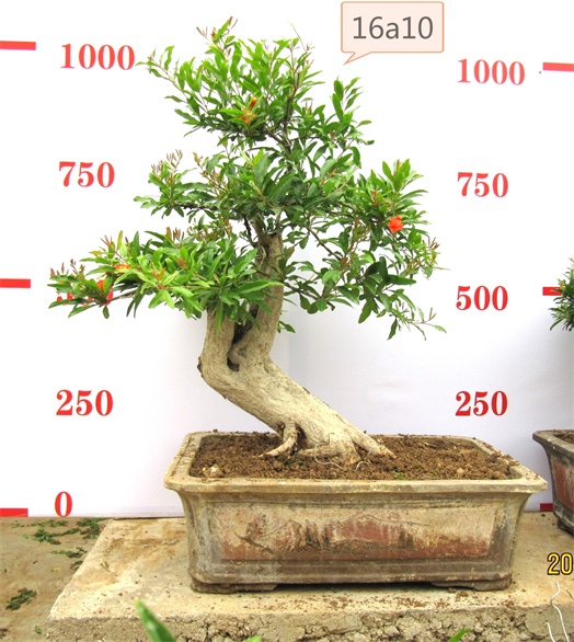 古樹(shù)盆景圖片/古樹(shù)盆景樣板圖 (3)