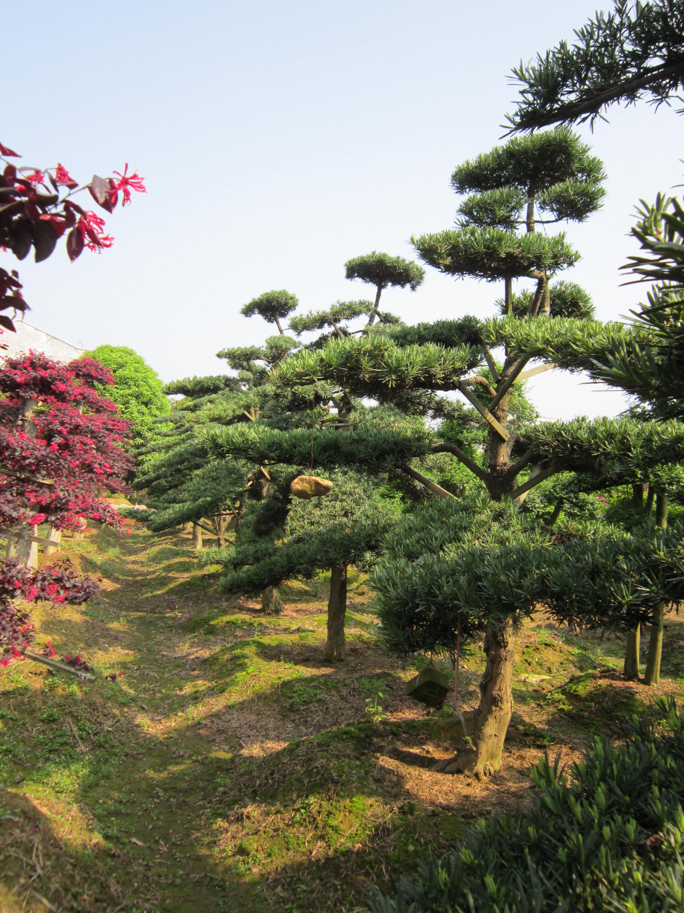 造型羅漢松圖片/造型羅漢松樣板圖 (3)