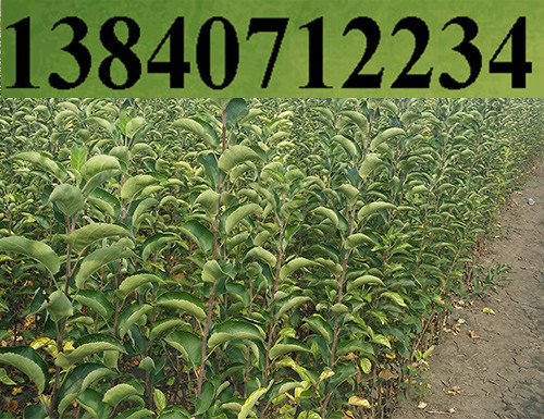 岳陽紅蘋果苗圖片/岳陽紅蘋果苗樣板圖 (4)