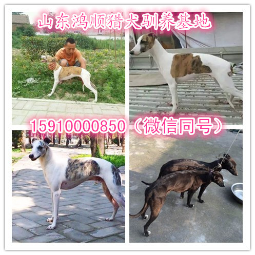 济宁市双血统格力犬猎兔犬全活打场猎狗厂家双血统格力犬猎兔犬全活打场猎狗打场猎狗价格