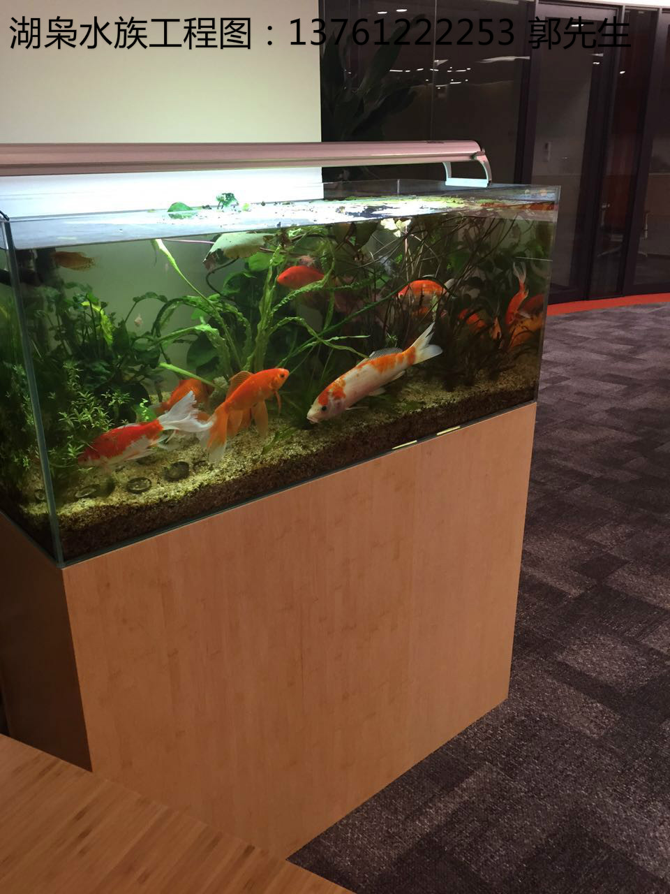 熱帶魚(yú)魚(yú)圖片/熱帶魚(yú)魚(yú)樣板圖 (3)