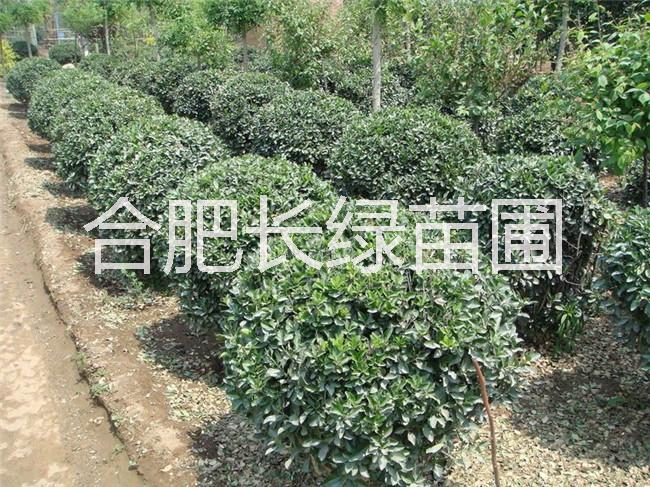 紅葉石楠球圖片/紅葉石楠球樣板圖 (4)