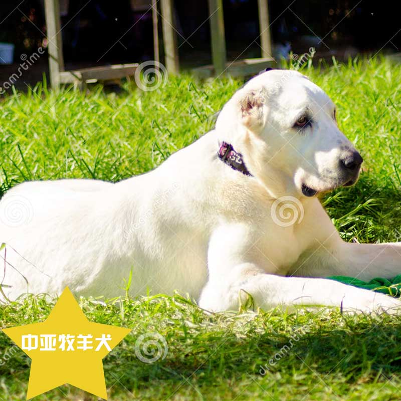 中亞牧羊犬 廠家 出售中亞牧羊犬 德國(guó)牧羊犬