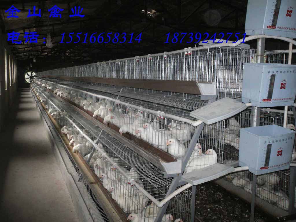 河南鶴壁羅曼粉青年雞暖春行動(dòng)圖片/河南鶴壁羅曼粉青年雞暖春行動(dòng)樣板圖 (1)