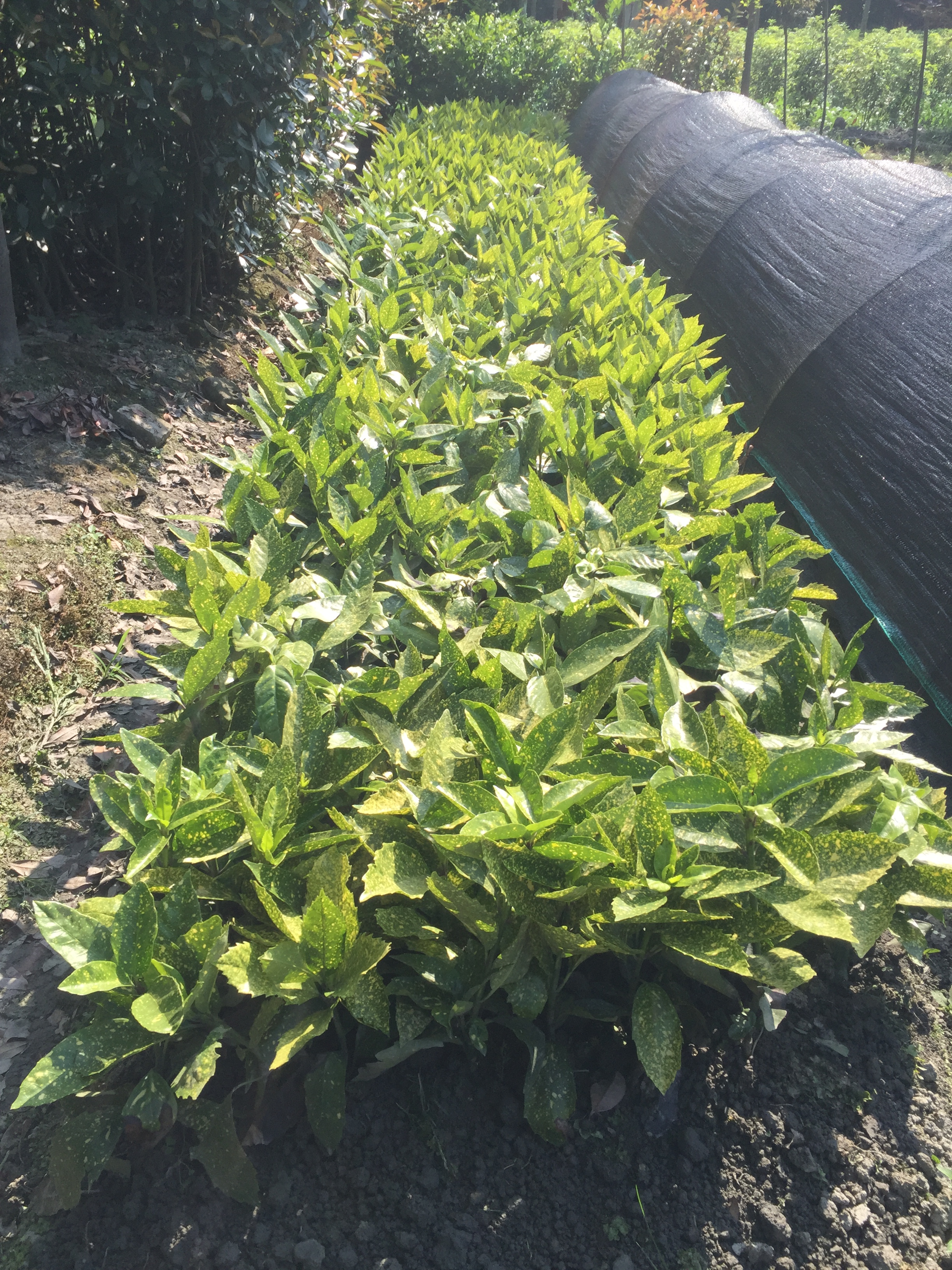 灑金珊瑚圖片/灑金珊瑚樣板圖 (1)