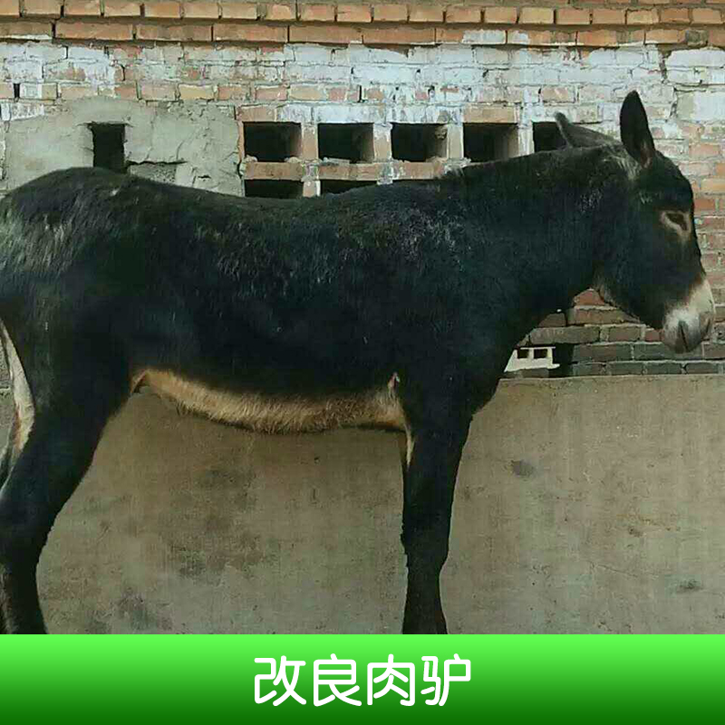 改良肉驢圖片/改良肉驢樣板圖 (1)