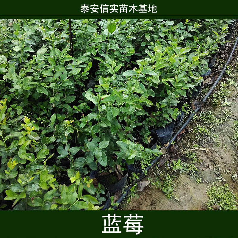 藍(lán)莓圖片/藍(lán)莓樣板圖 (3)