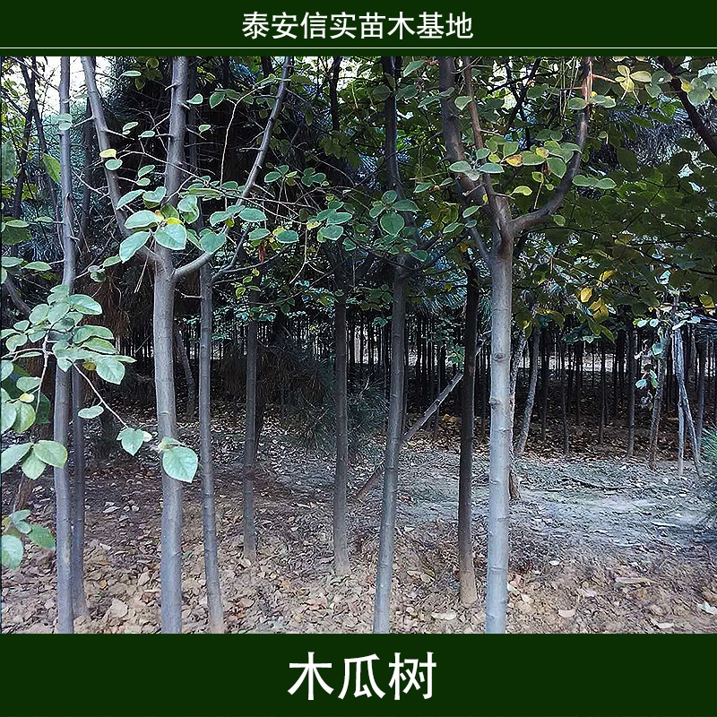 木瓜樹圖片/木瓜樹樣板圖 (4)