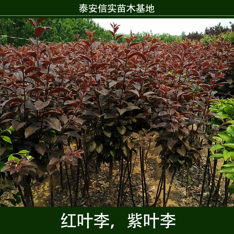 紅葉李圖片/紅葉李樣板圖 (2)