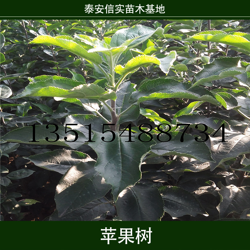 蘋果樹圖片/蘋果樹樣板圖 (3)