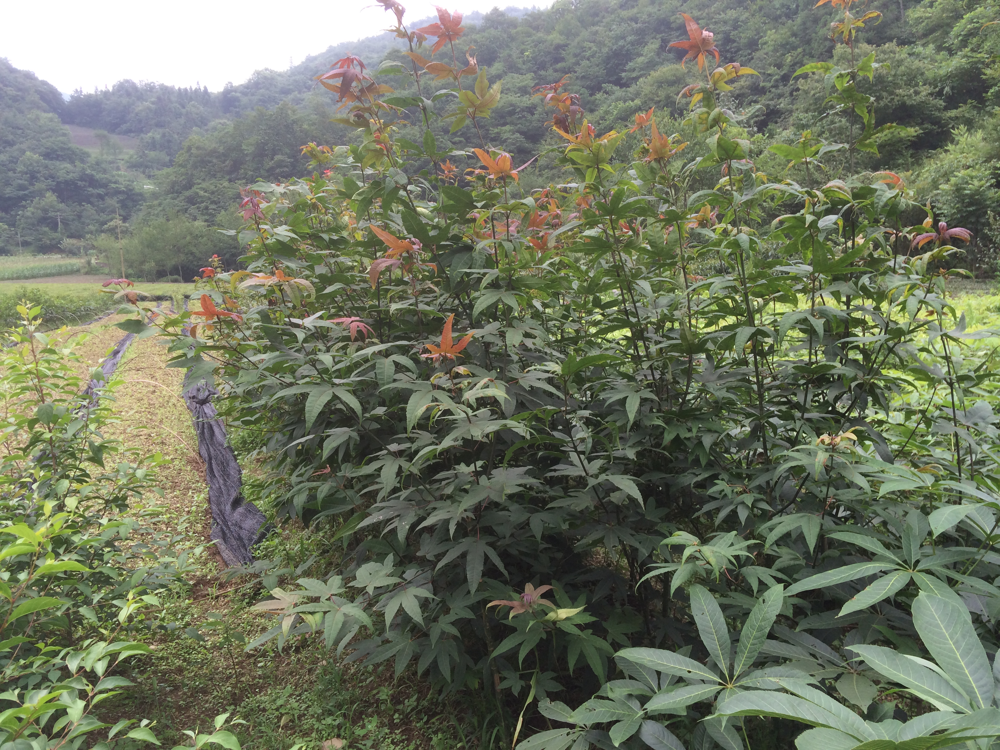 雞爪槭圖片/雞爪槭樣板圖 (3)