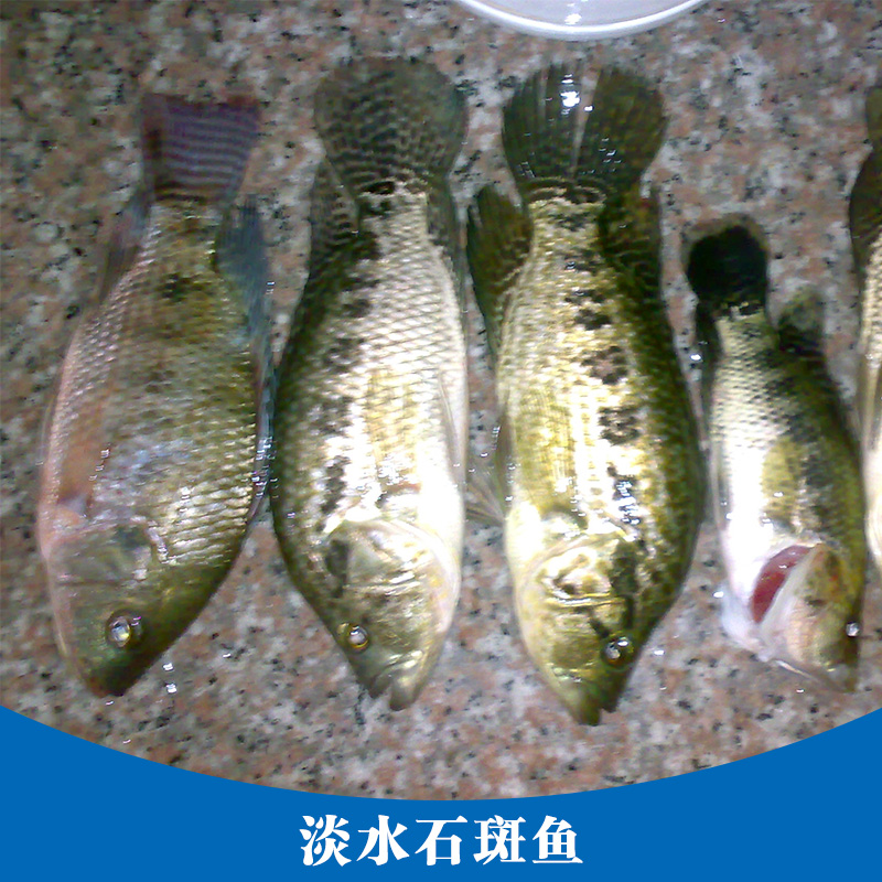 淡水石斑魚產(chǎn)品 石斑魚魚苗養(yǎng)殖場 淡水魚魚苗 淡水石斑魚魚苗