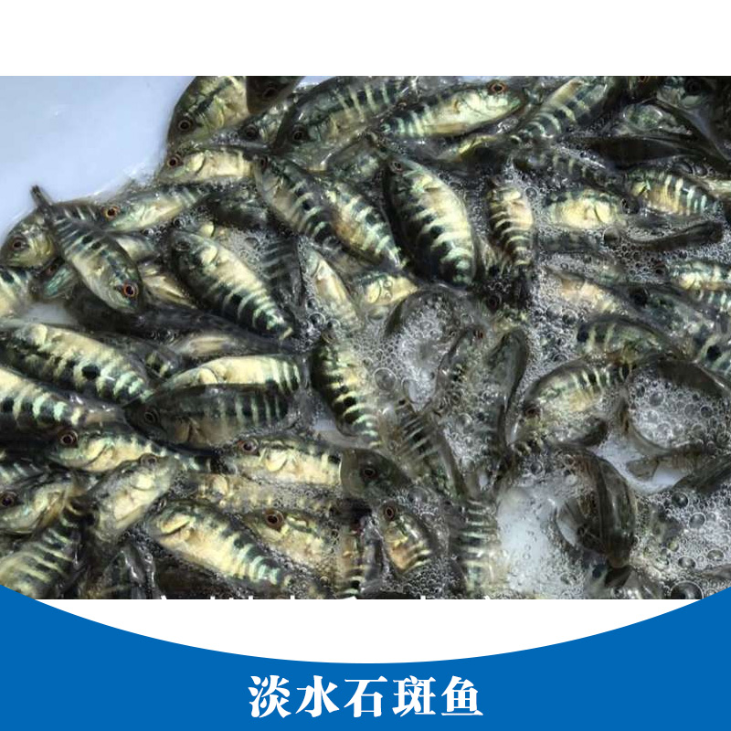 石斑魚(yú)圖片/石斑魚(yú)樣板圖 (4)