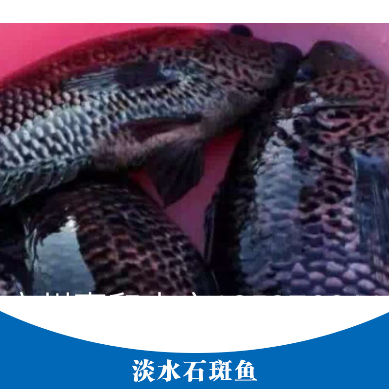 石斑魚(yú)圖片/石斑魚(yú)樣板圖 (3)