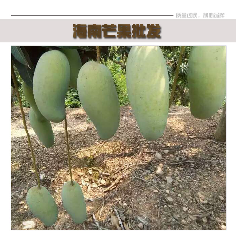 海南芒果批发 海南新鲜芒果特产 海南特产芒果 海南芒果批发商