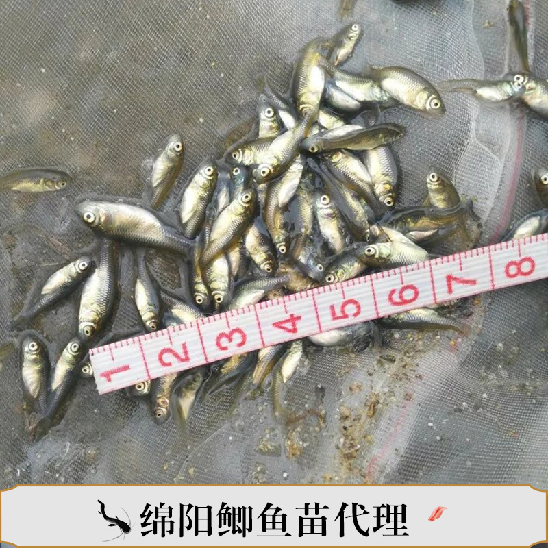 鯽魚(yú)苗圖片/鯽魚(yú)苗樣板圖 (3)