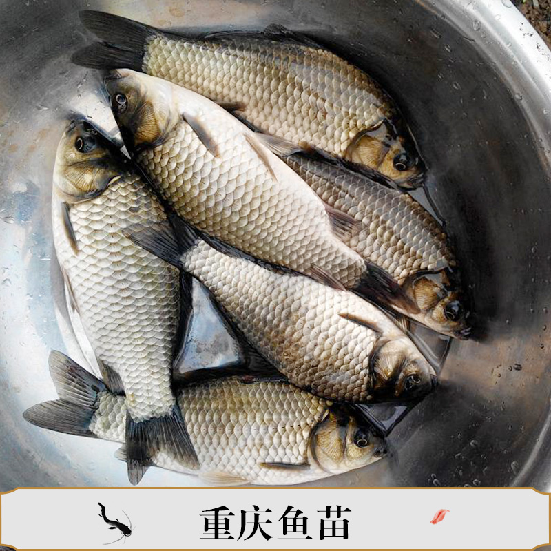 鯽魚(yú)苗圖片/鯽魚(yú)苗樣板圖 (4)